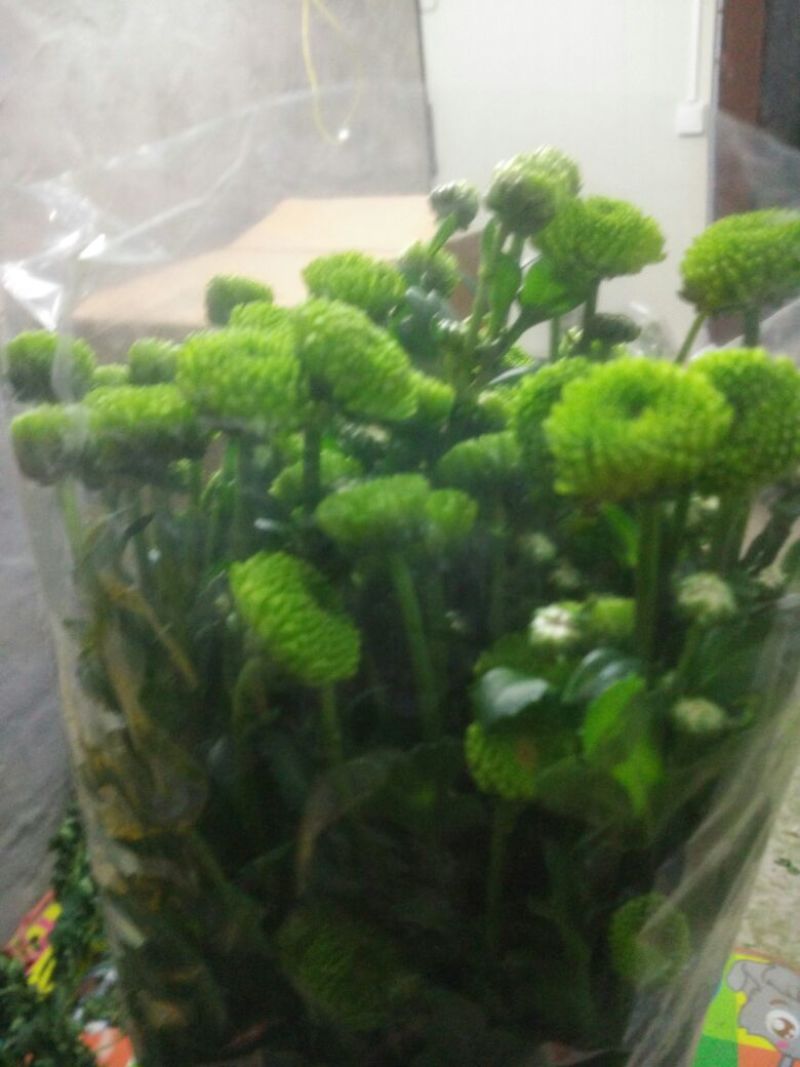 白菊花50~80cm