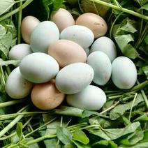 绿壳鸡蛋孵化50~60g