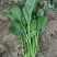 越冬菠菜25~30厘米
