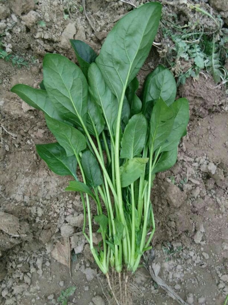 越冬菠菜25~30厘米