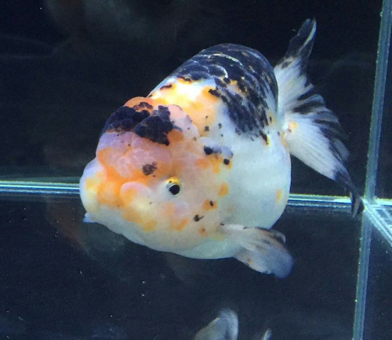 锦鲤