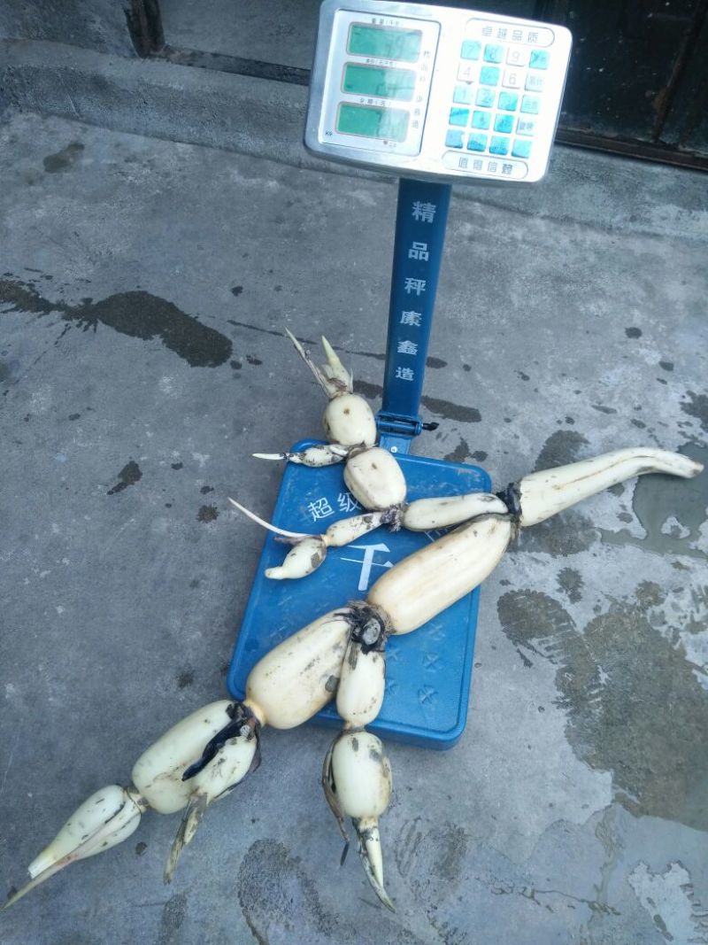 莲藕37357~9厘米15~20厘米以上
