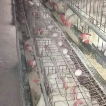鸡苗1斤以下