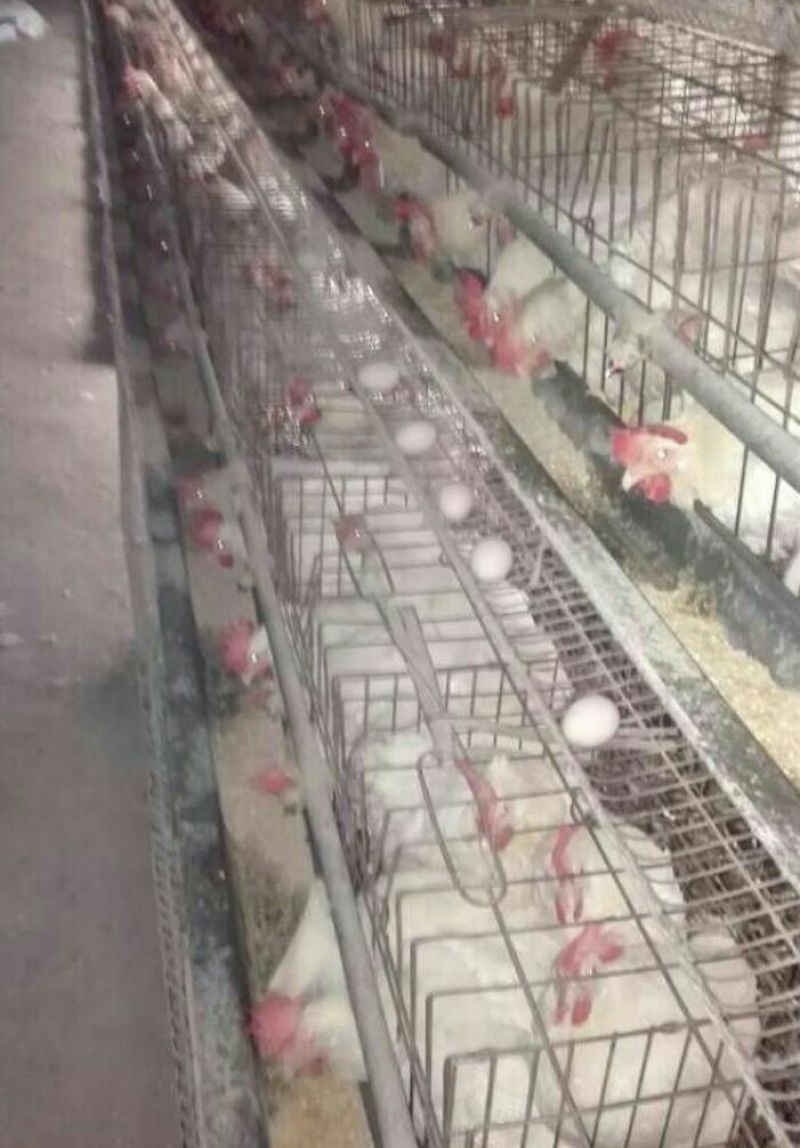 鸡苗1斤以下