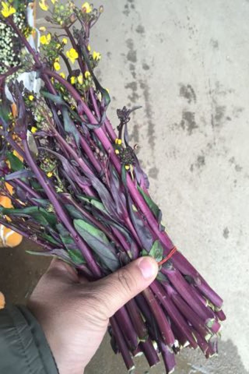 红菜苔
