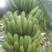 香蕉苗威廉斯桂蕉大巴西