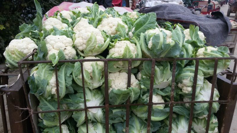白花菜包装
