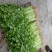 西芹45cm以上质量保证