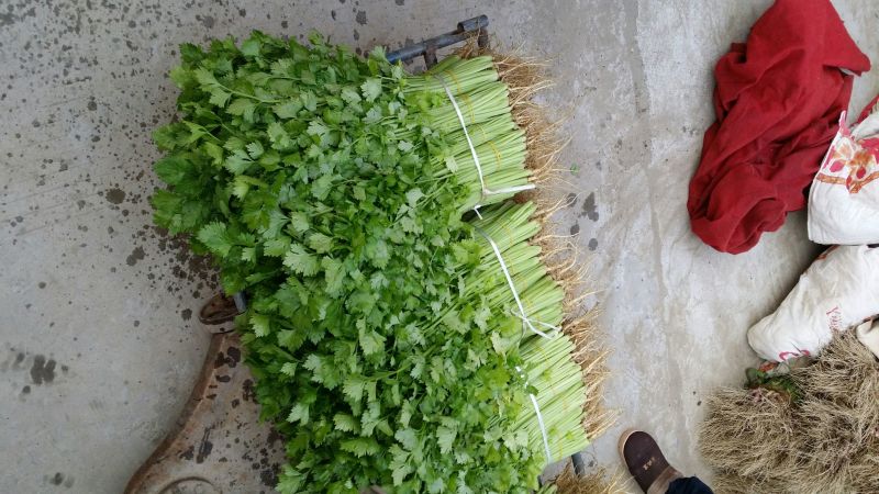 西芹45cm以上质量保证