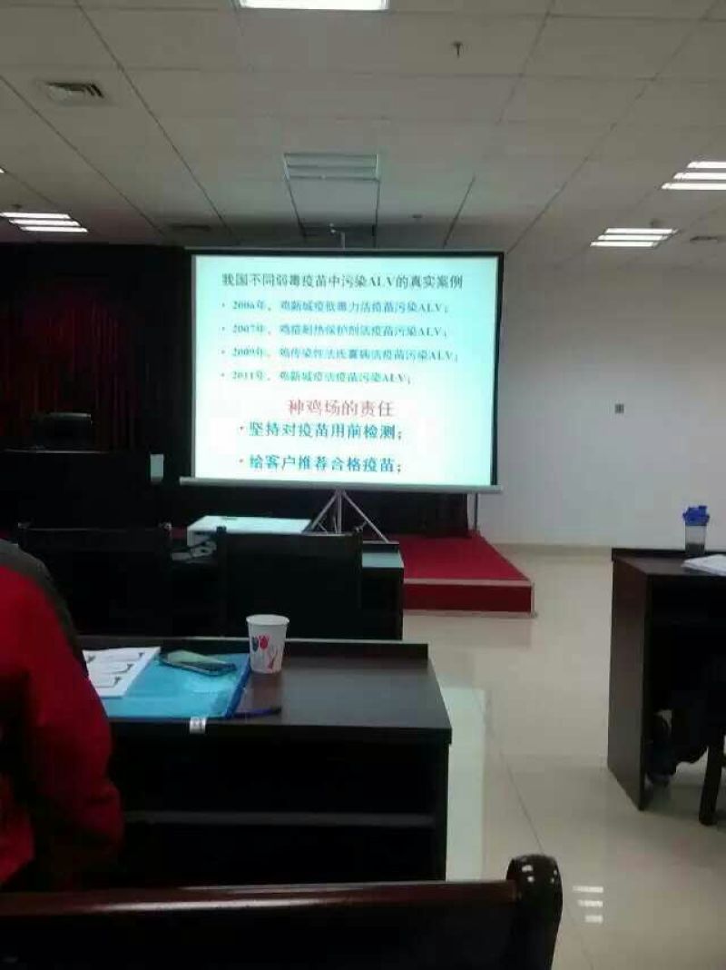绿壳蛋鸡苗