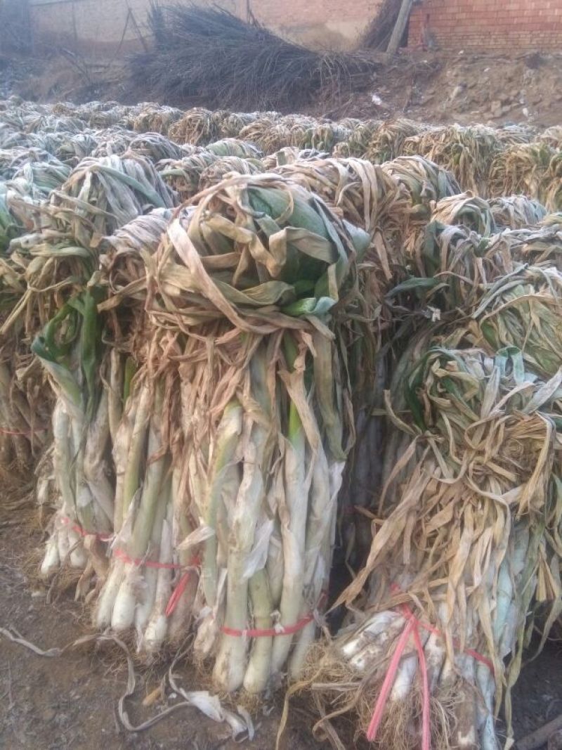 五叶齐35~40cm毛葱2cm左右
