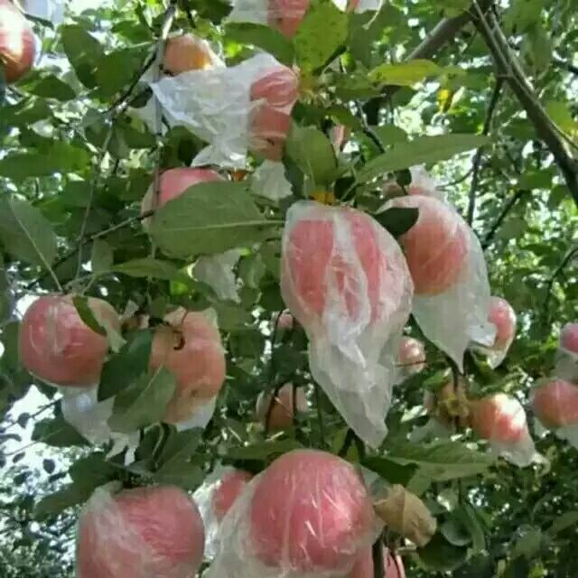 红富士苹果安徽宿州砀山县_批发_供应-一亩田