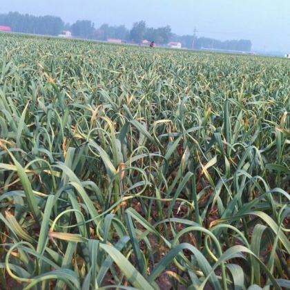 蒜苔河北邯郸大名县_批发_供应-一亩田农业网