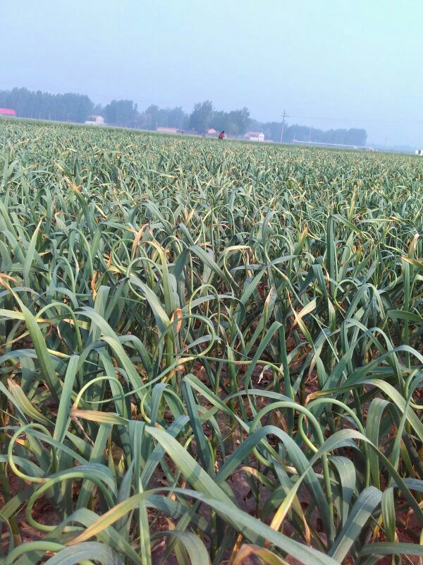 蒜苔河北邯郸大名县_批发_供应-一亩田农业网