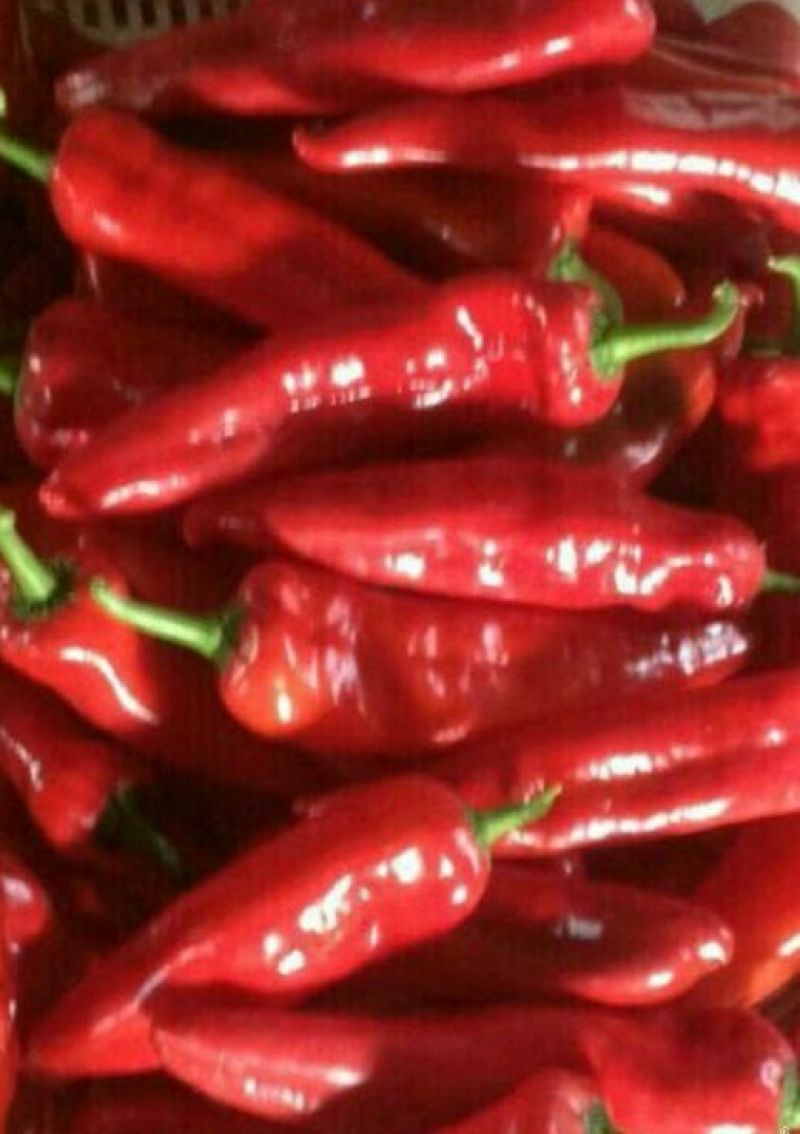 白茄子种子