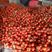 山东西红柿暖棚大红西红柿产地直销货源充足全国发货