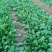 越冬菠菜15~20厘米