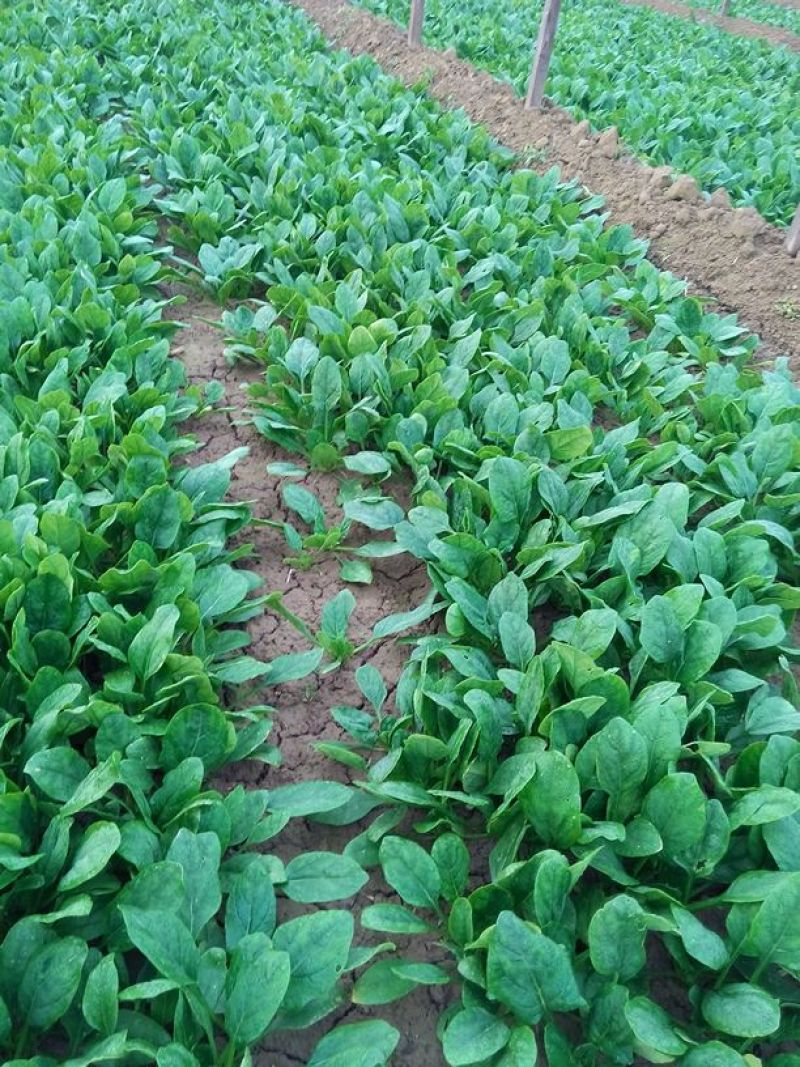越冬菠菜15~20厘米