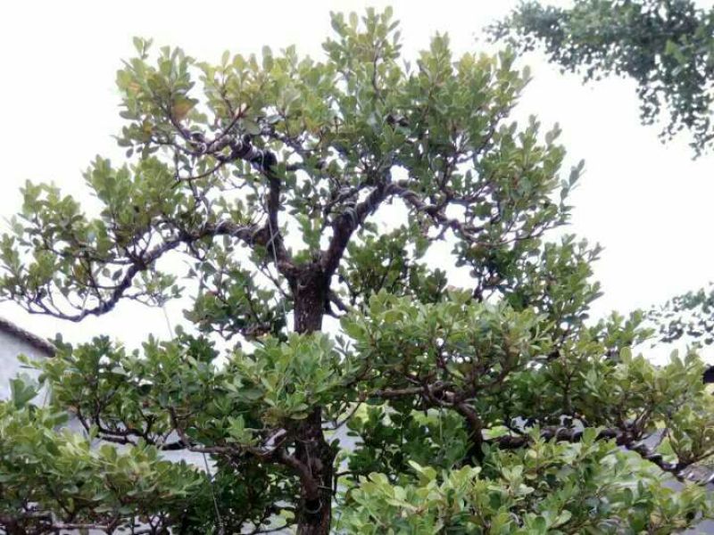 黄杨盆景不含盆30cm以下