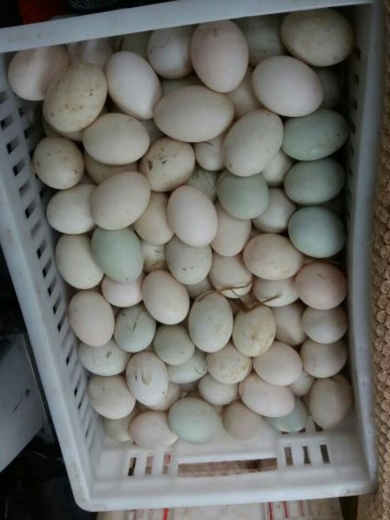 土鸭蛋食用