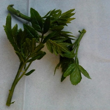 花椒芽新鲜营养丰富含多种维生素质量杠杠滴