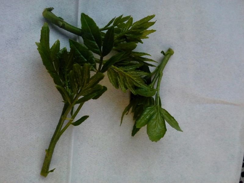 花椒芽新鲜营养丰富含多种维生素质量杠杠滴