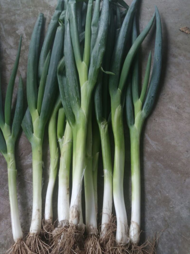 小葱40~45cm