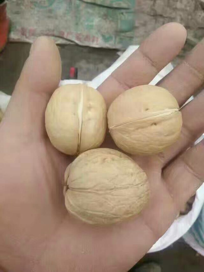 新疆核桃去皮干