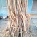 春蜜桃树苗60~70cm