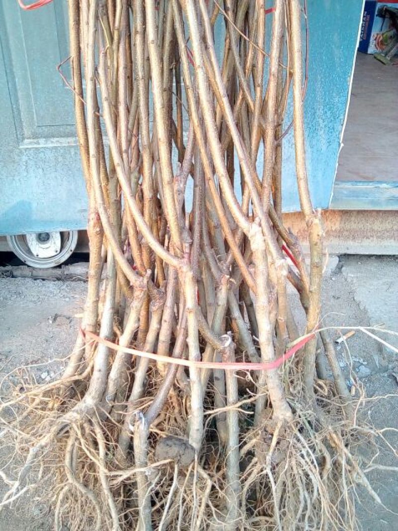 春蜜桃树苗60~70cm