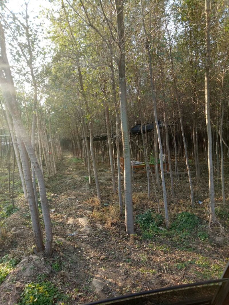 榆树6~8cm6~8cm3~3.5m