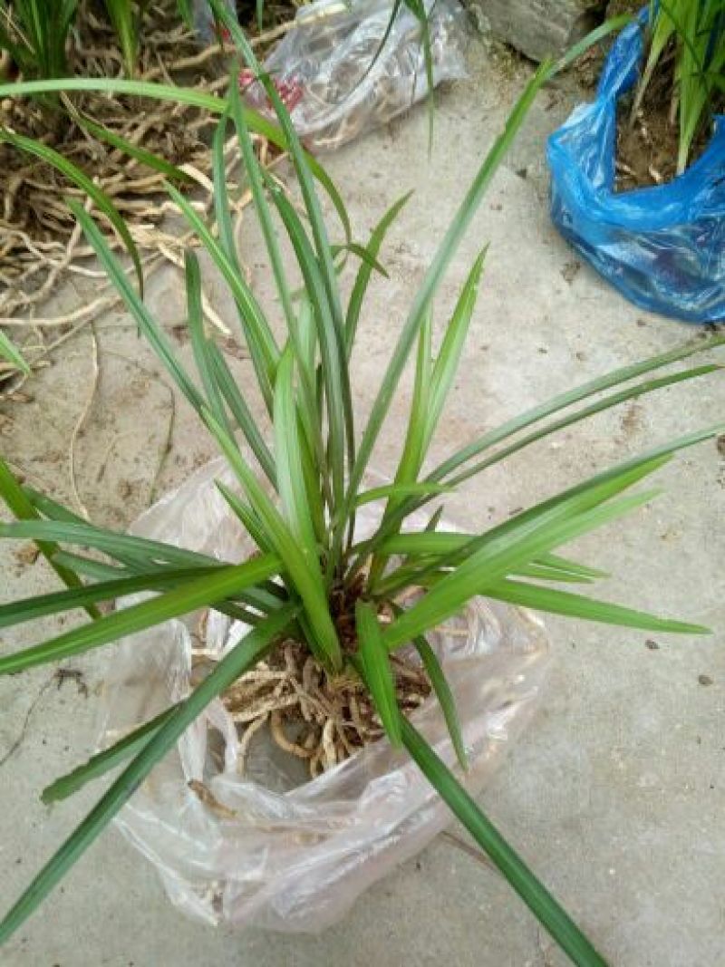 兰花不含盆