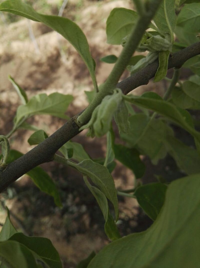 翅果油树