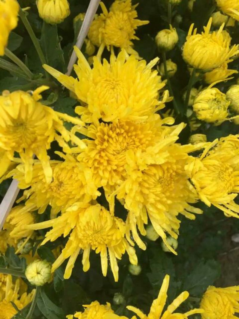 菊花茶