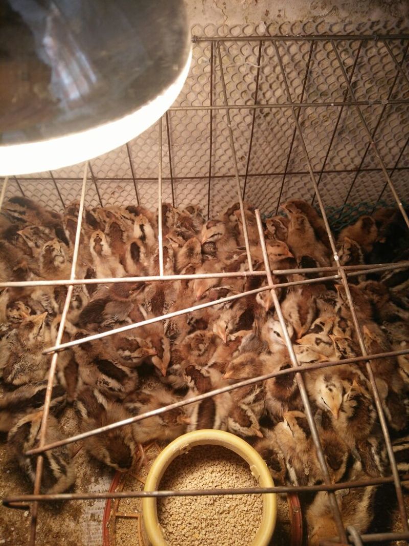 土鸡苗