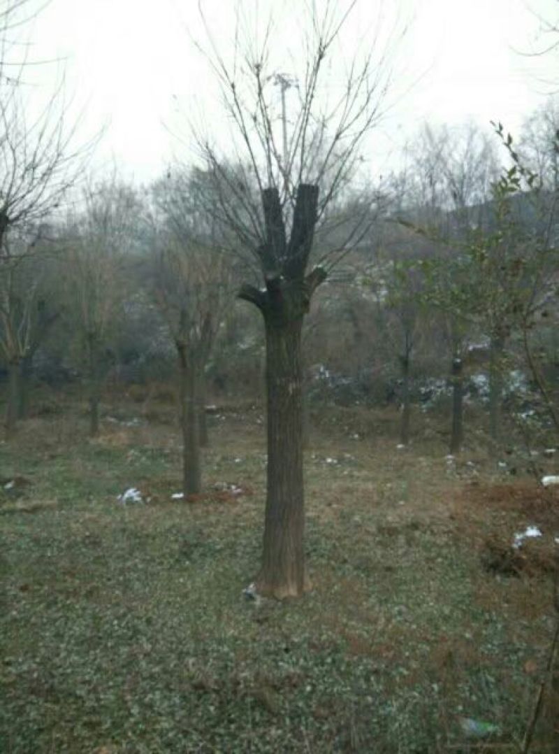 国槐20cm以上18~20cm2~3米