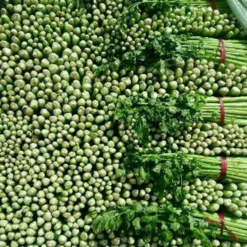 芹菜