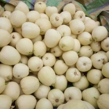 伊丽莎白甜瓜1斤以上