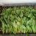 大叶菠菜15~20厘米