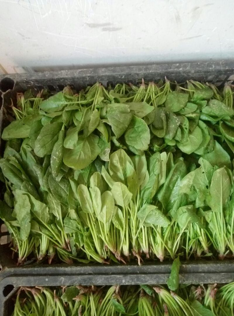 大叶菠菜15~20厘米