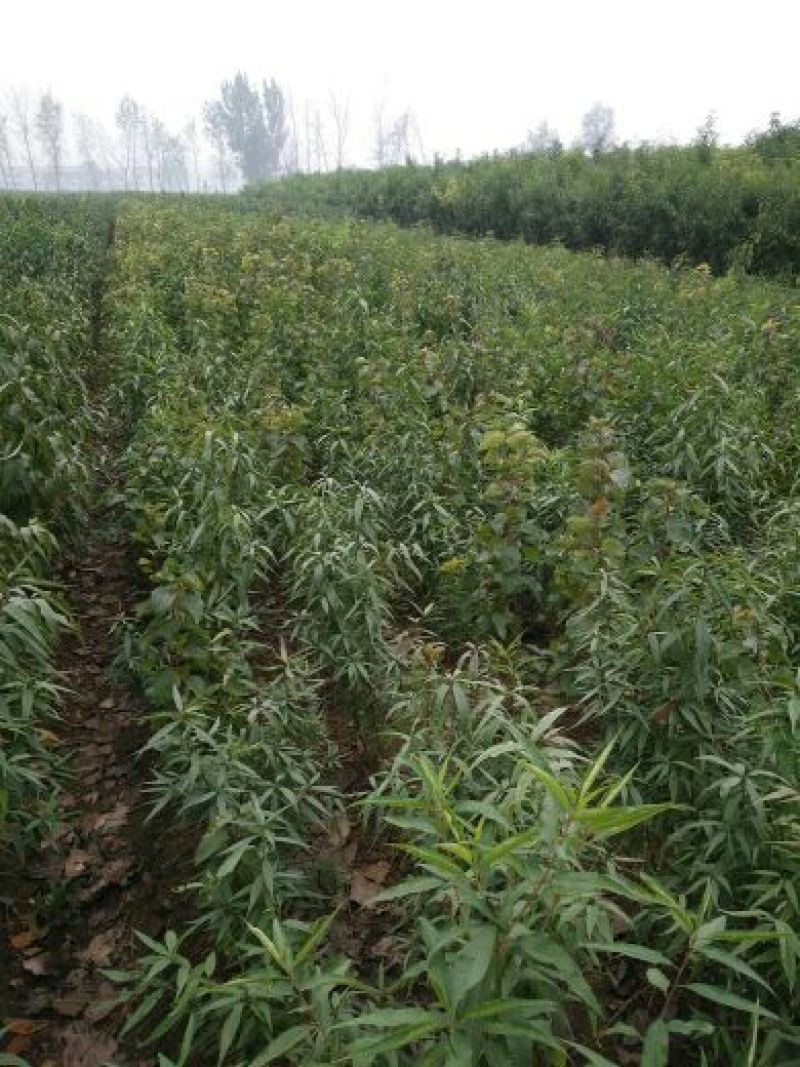 桃树苗，品种苗，产地直销死苗补发欢迎咨询