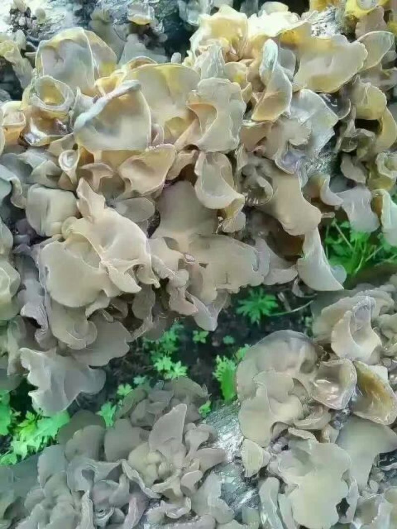 黑木耳一级