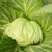 圆包菜1~1.5斤精品绿甘蓝！色泽亮并且绿！