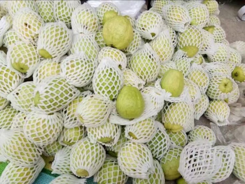 台湾番石榴白芭乐红芭乐