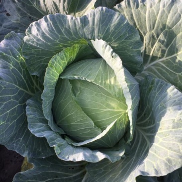 精品平包菜大量上市中，，需要的请联系，欢迎光临