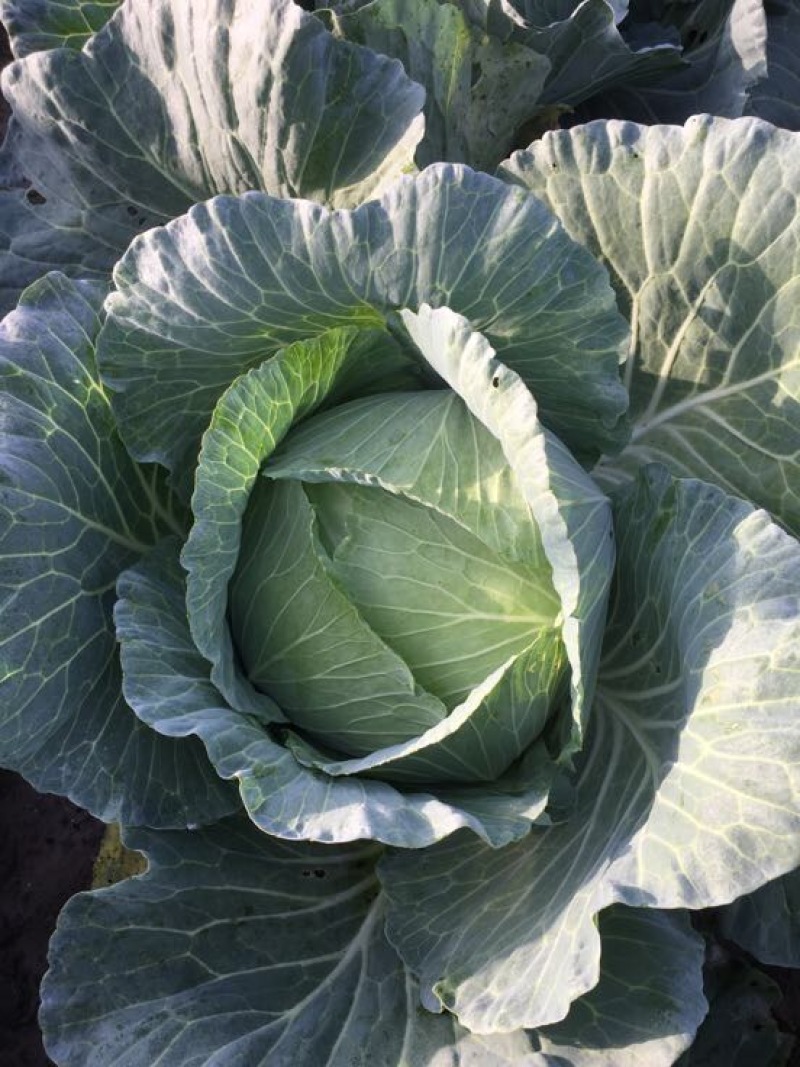 精品平包菜大量上市中，，需要的请联系，欢迎光临