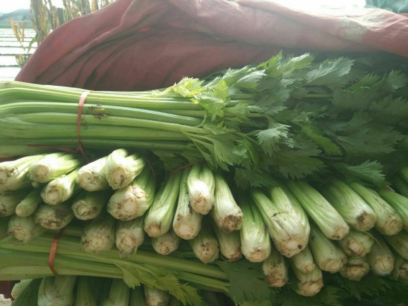 西芹金乡县西芹质优价廉