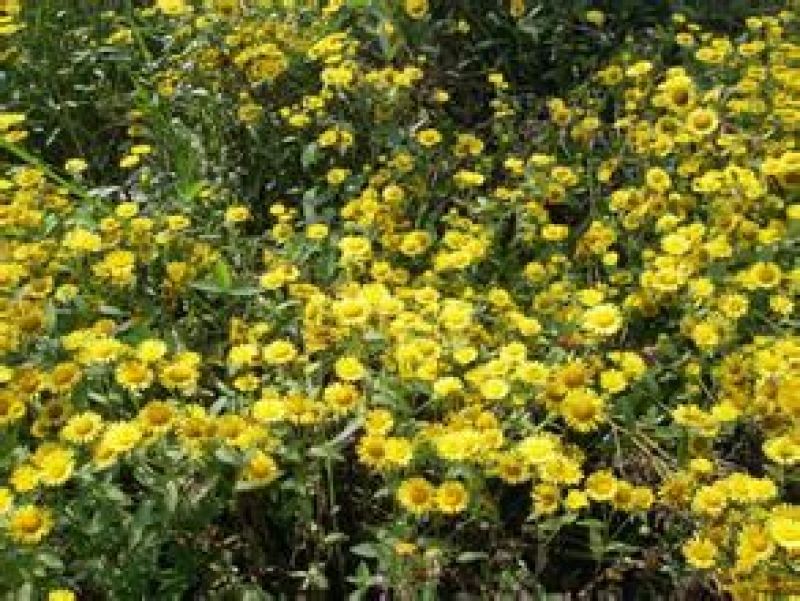 野菊花