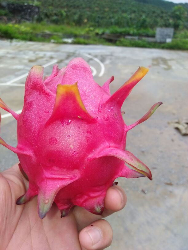 广西百色市平果县红心火龙果 大(7两以上)批发