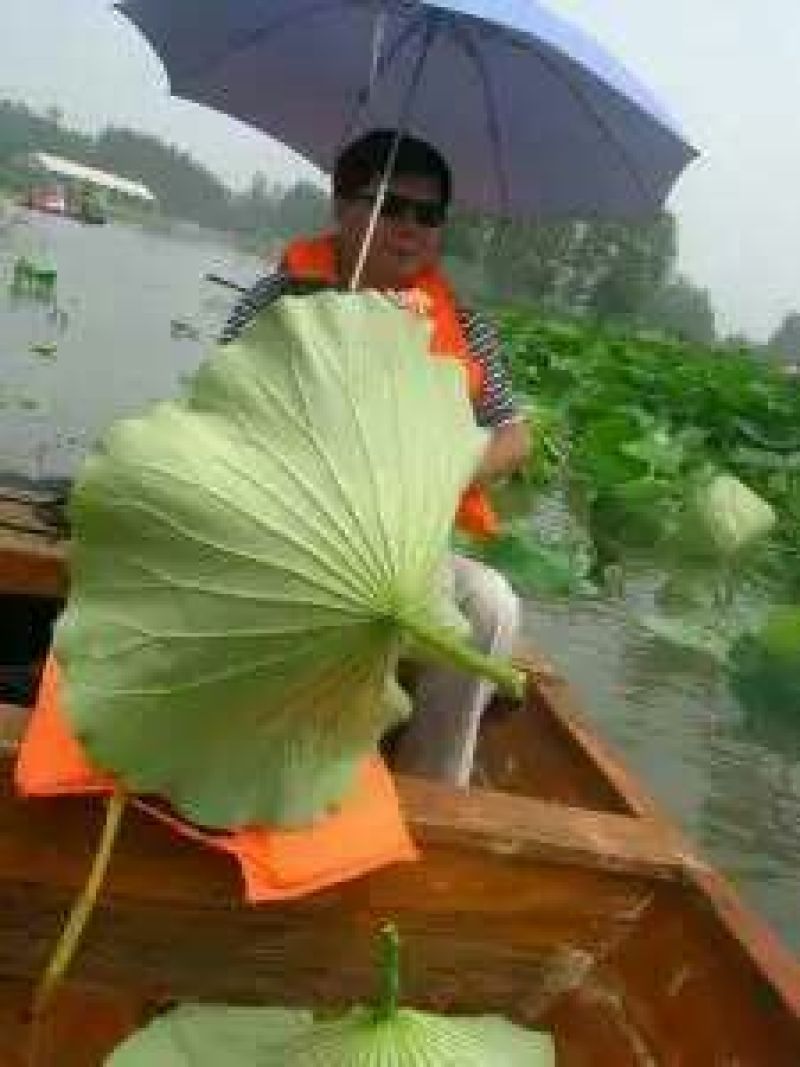 荷叶茶特级